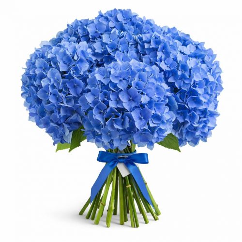 Гортензия синяя