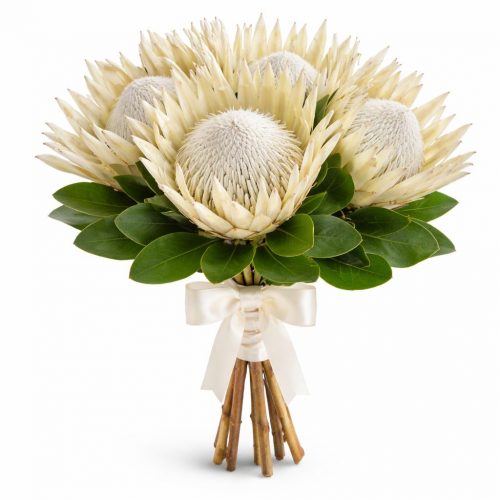 Протея белая