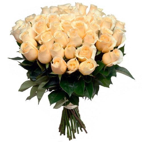 Розы Голландия кремовые